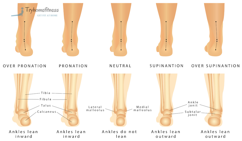 Diagram of pronation